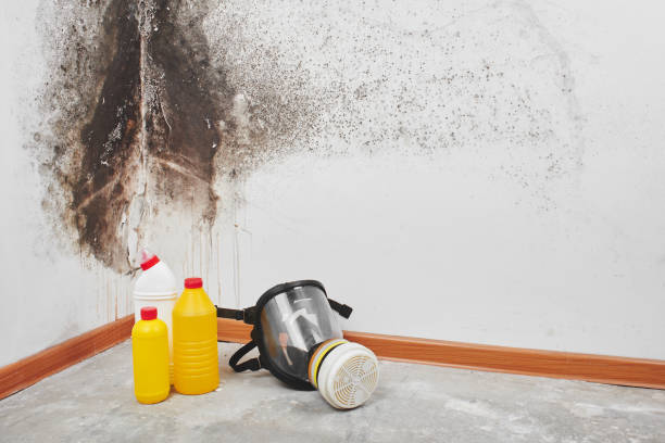 Best Same-Day Mold Removal  in Whitewright, TX