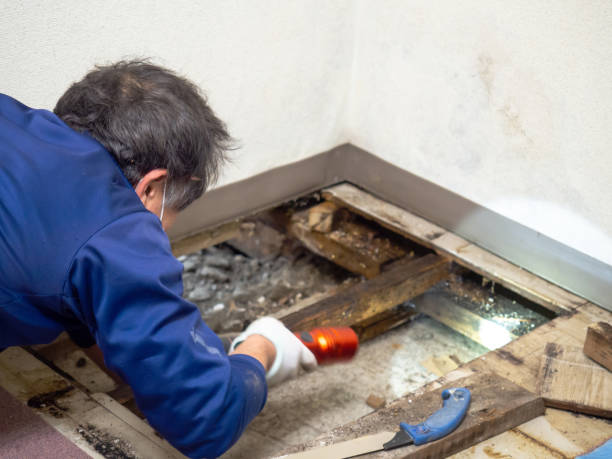 Best Toxic Mold Removal  in Whitewright, TX