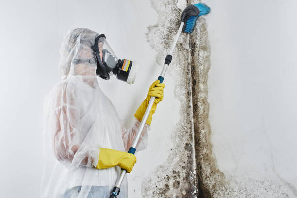 Best Certified Mold Removal  in Whitewright, TX