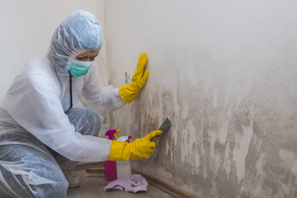 Best Mold Testing and Removal  in Whitewright, TX
