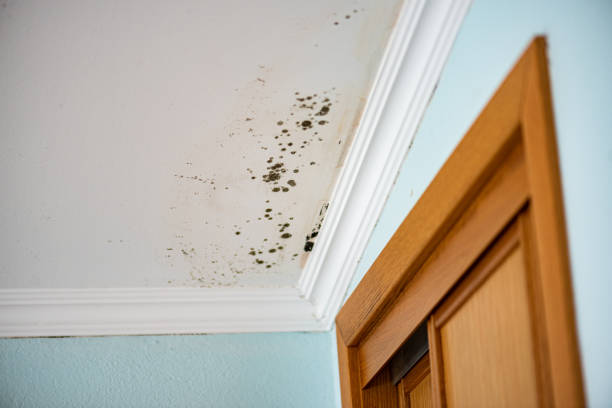 Best Mold Cleaning Services  in Whitewright, TX
