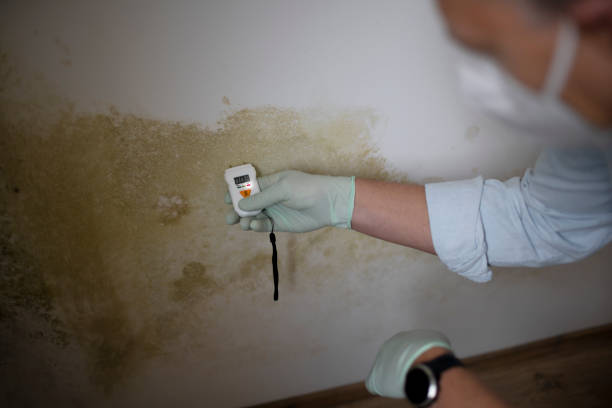 Best Mold Testing  in Whitewright, TX
