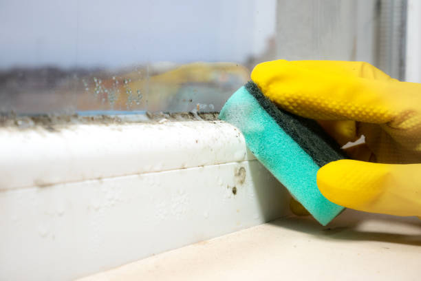 Best Crawl Space Mold Removal  in Whitewright, TX