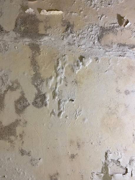 Best Mold Testing  in Whitewright, TX