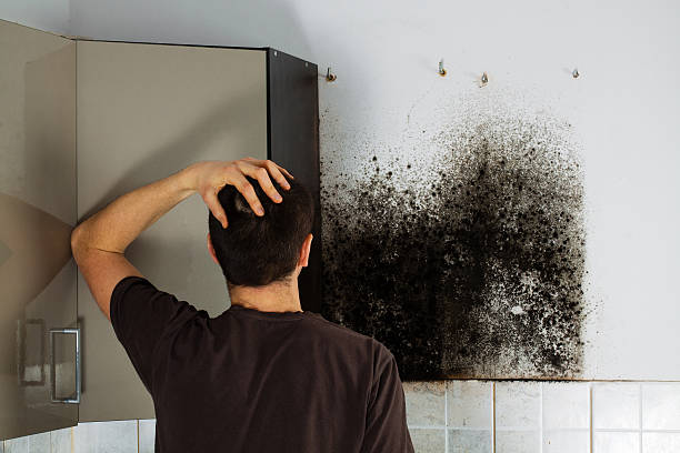 Best Office Mold Removal Services  in Whitewright, TX