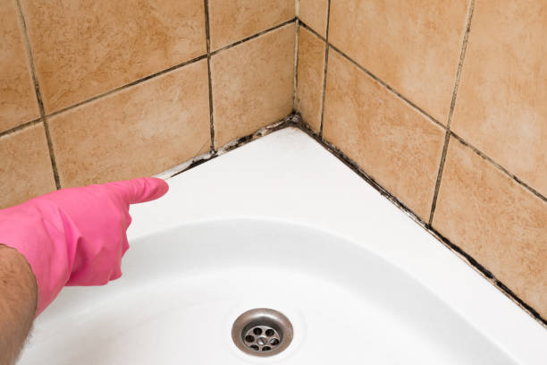 Best Affordable Mold Removal  in Whitewright, TX